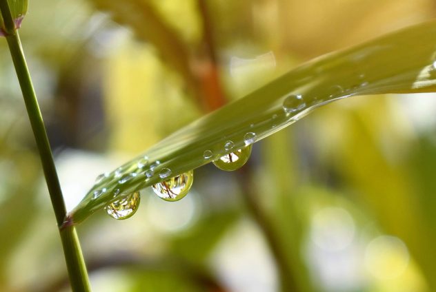 Kinesiologie Harrislee Flensburg Bachblüten Behandlung